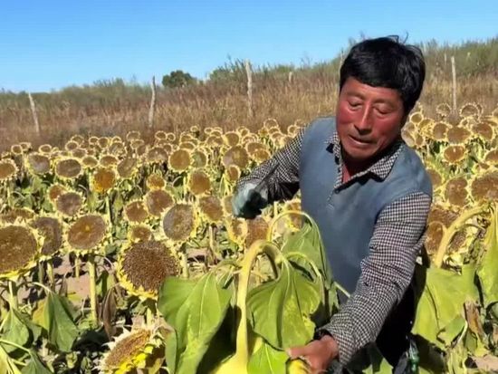 Sunflower harvest