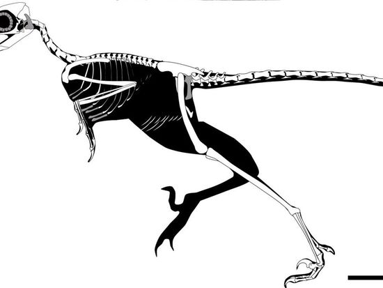 Jurassic bird discovery by Chinese scientists challenges classic avian evolution view