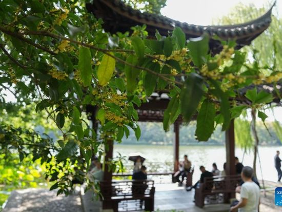 View of sweet osmanthus flowers at West Lake scenic spot in China's Zhejiang