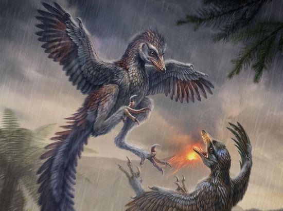 Jurassic fossil found in east China challenges assumptions about early bird evolution