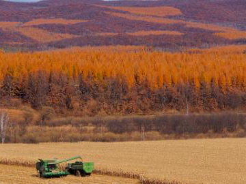 Autumn harvest in full swing in China's Heilongjiang