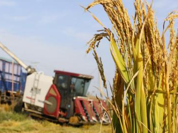 Rice harvest season arrives in Tangshan, N China's Hebei