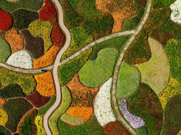 View of blooming flowers in Xiamen, China's Fujian