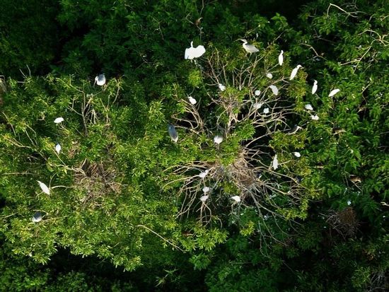 UN chief urges faster action to protect biodiversity ahead of global summit