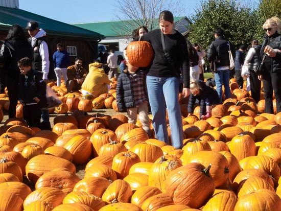 People select pumpkins ahead of Halloween in Ontario