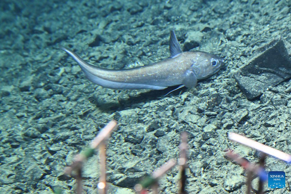 This photo taken on Oct. 15, 2026 shows a rattail fish pictured through the porthole of the manned deep-sea submersible Jiaolong. China's research vessel Deep Sea No. 1, carrying manned deep-sea submersible Jiaolong, is currently on the western Pacific Ocean for deep-sea scientific research.Jiaolong successfully completed its 470th dive on Oct. 15.A Xinhua reporter aboard Jiaolong photographed the exploration of the mysterious underwater world. (Xinhua/Li Xin)
