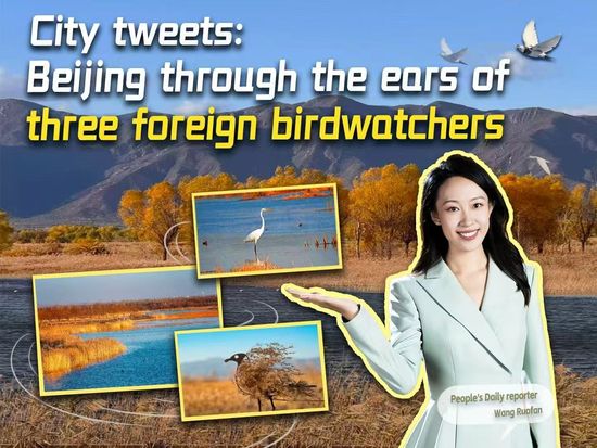 PD Explainer | City tweets: Beijing through the ears of three foreign birdwatchers