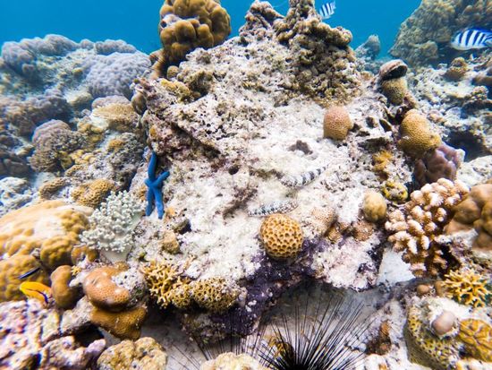Malaysia's coral reefs at risk over climate change, says official