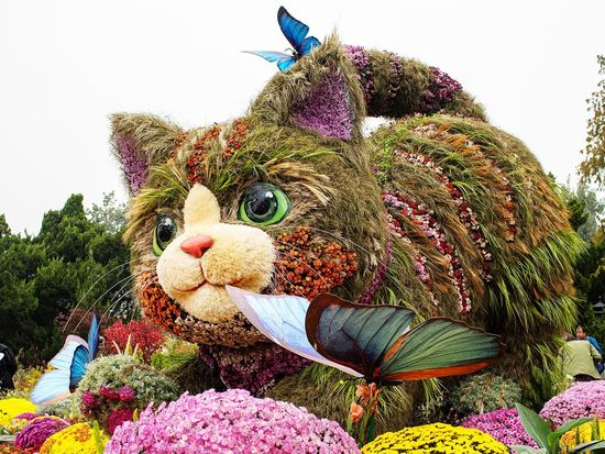 Chrysanthemum show in Beijing offers a feast for the eyes