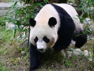 Giant panda Lang Yue returns to China from Netherlands