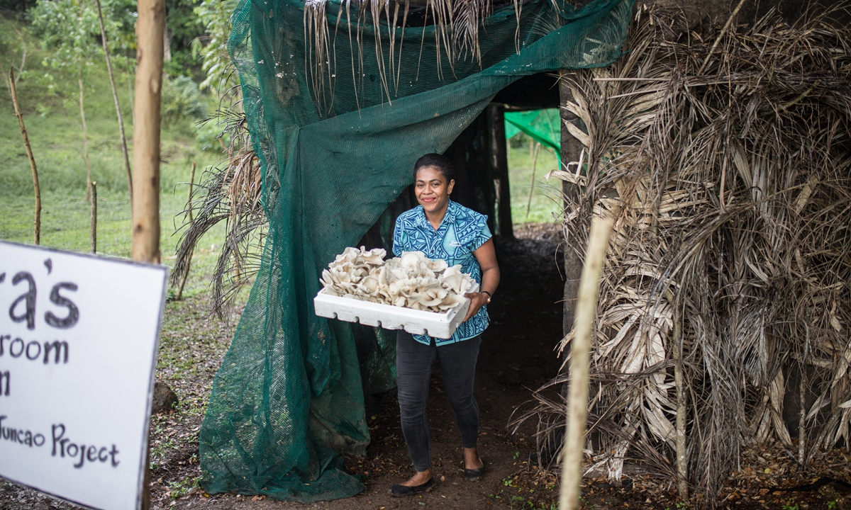 A local woman carries mushroom at the Tadra farm in Nadi, Fiji, on August 17, 2023. Photo: Shan Jie/GT