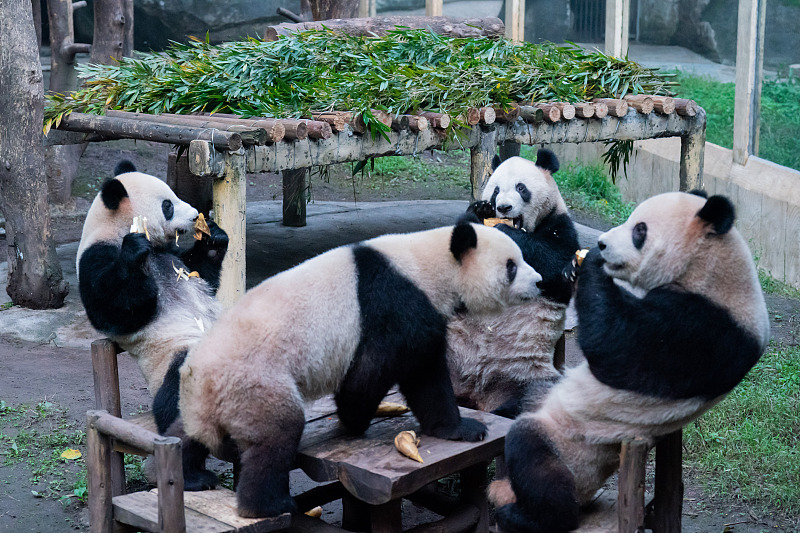 Giant pandas enjoy life at Chongqing Zoo, Chongqing Municipality, November 25, 2023. /CFP&nbsp;