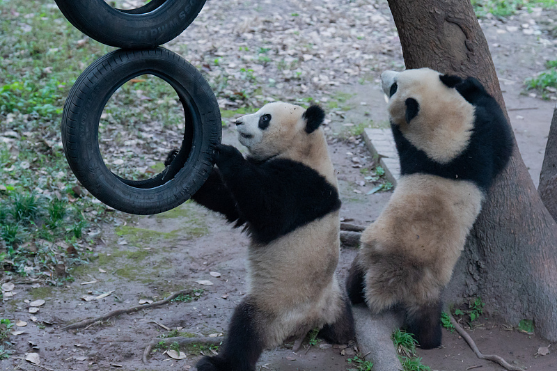 Giant pandas enjoy life at Chongqing Zoo, Chongqing Municipality, November 25, 2023. /CFP&nbsp;