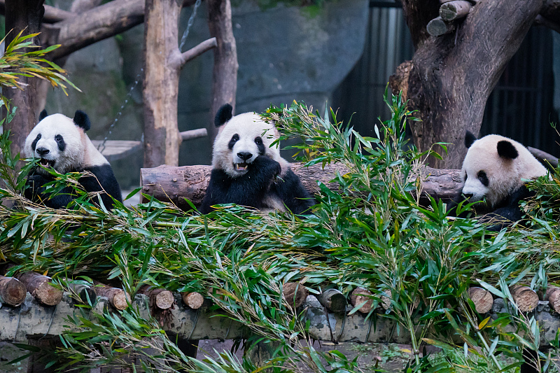 Giant pandas enjoy life at Chongqing Zoo, Chongqing Municipality, November 25, 2023. /CFP&nbsp;