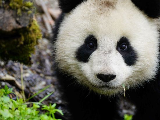Rewilding story of giant pandas 