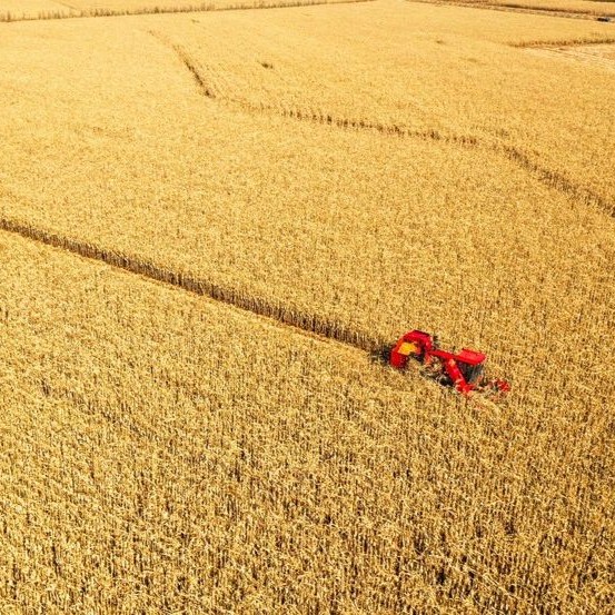 China s 2023 Grain Output Hits Record High china-s-2023-grain-output-hits-record-high