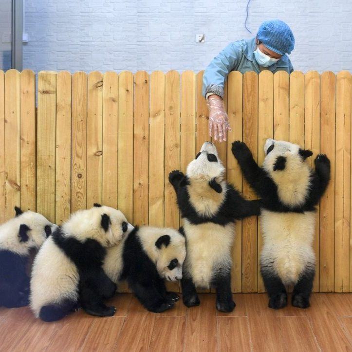 Giant panda cub 'nanny' honored on Women's Day