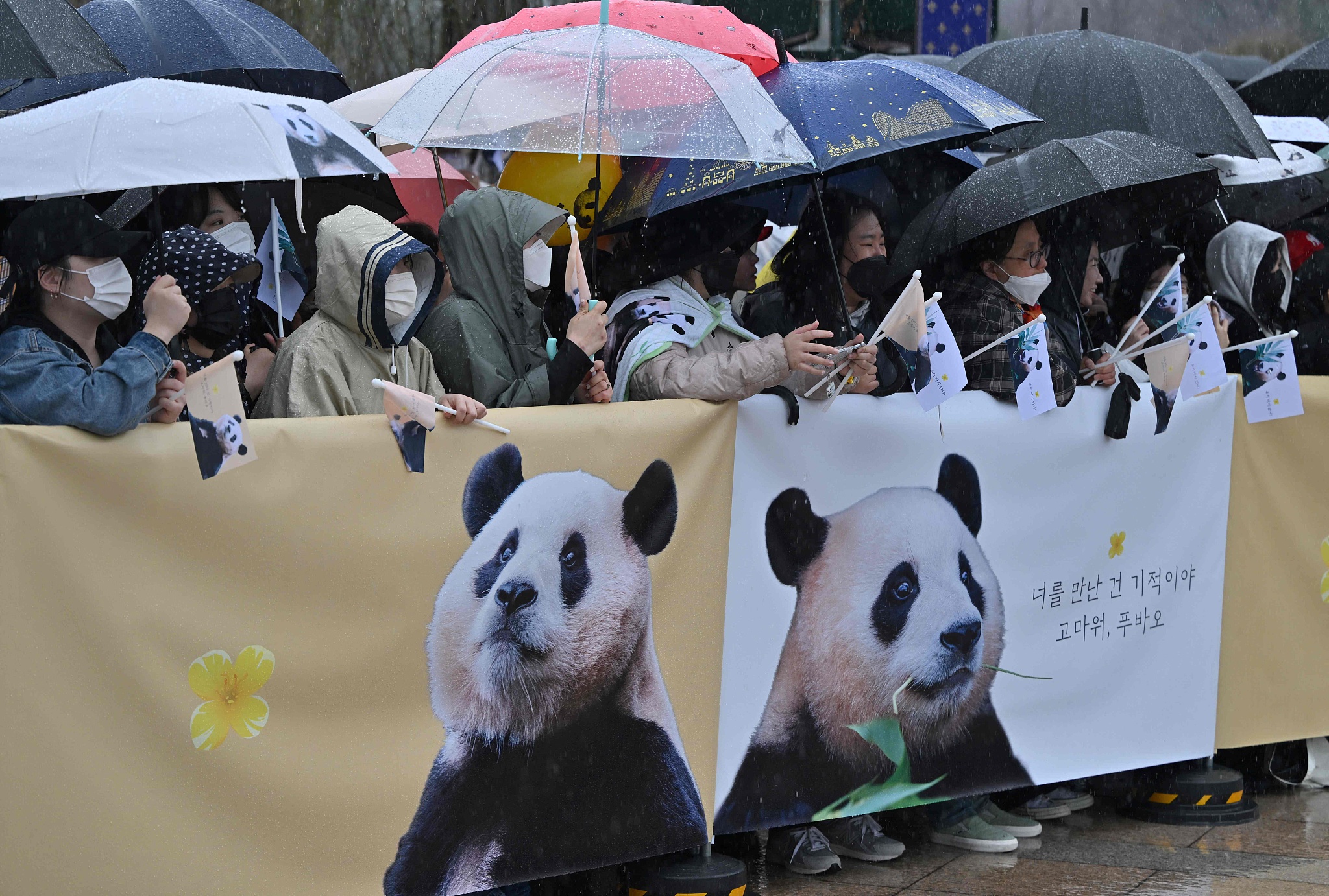 Beloved giant panda Fu Bao leaves S. Korea for China