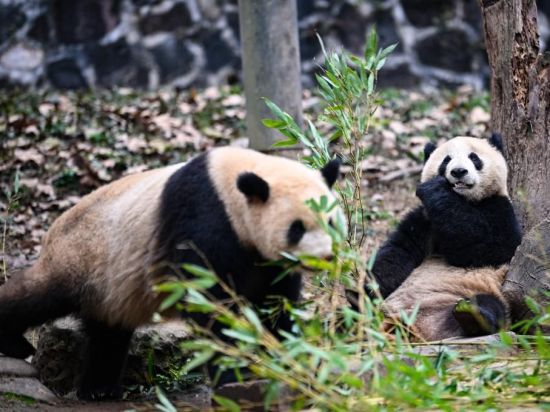 Two pandas flying to Spain on Monday: foreign ministry