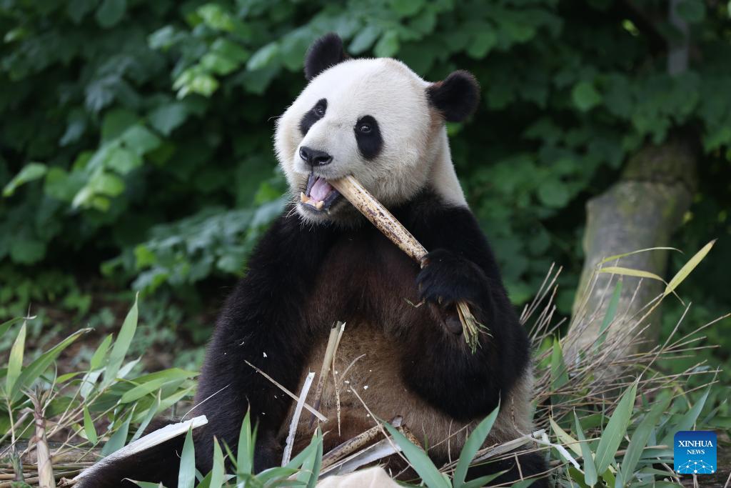 Belgian Pairi Daiza Zoo celebrates 8th birthday of giant panda Tian Bao