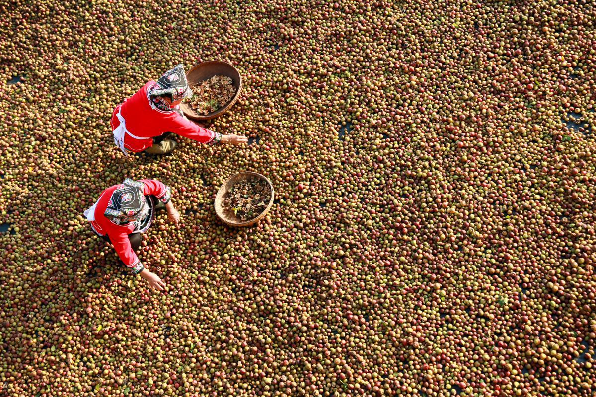 Oil tea cultivation benefiting Guizhou farmers