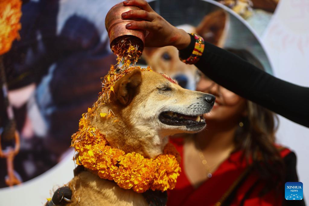 Hindu festival of Kukur Tihar celebrated in Lalitpur, Nepal