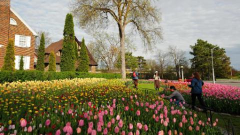 Canadian Tulip Festival to open in Ottawa