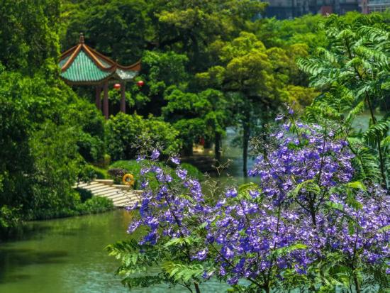 Jacaranda blossoms paint Fuzhou in romantic purple