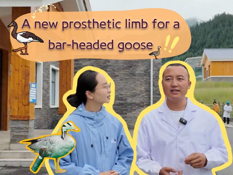 A new prosthetic limb for a bar-headed goose