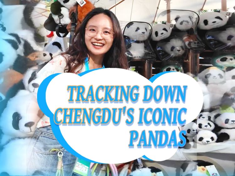 Tracking down Chengdu's iconic pandas