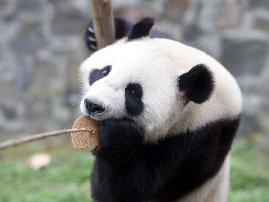 Live: a virtual encounter with giant pandas