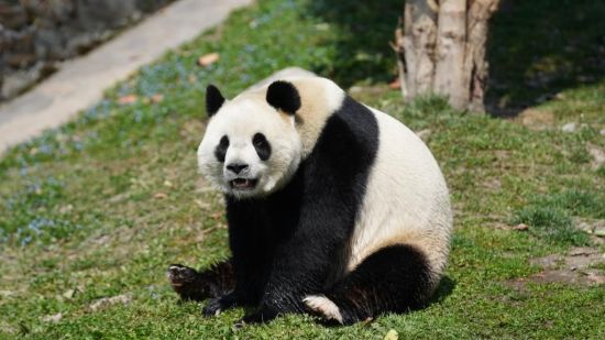 Live: A glimpse into giant pandas' daily lives