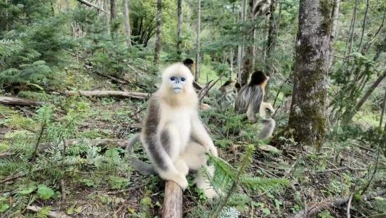 China's nature reserves show strong recovery in new assessment