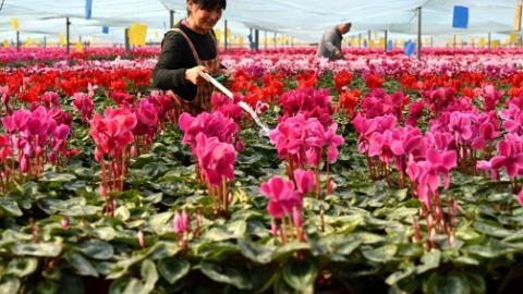 In pics: flower plants of various kinds bloom at flower base in Hebei