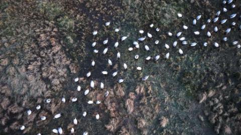 Nature reserve witnesses peak season for migration of black-necked cranes in Guizhou