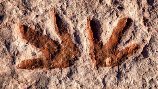 Dinosaur footprints from about 200 million years ago found in China