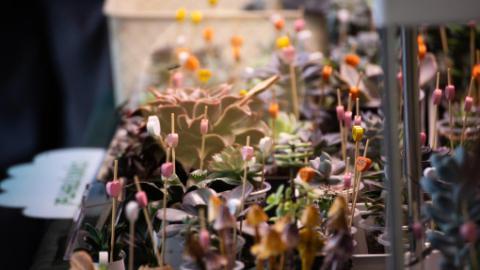 Plant and flower market held in Vladivostok, Russia