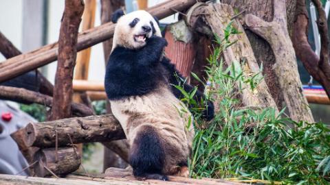 Giant panda house at Chongqing zoo completes renovation