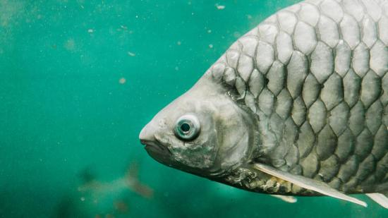 China creates new 'bone-free' fish for the dinner table