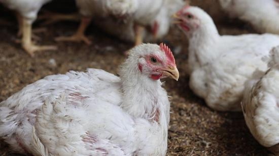 Japan reports avian influenza outbreak in Hokkaido