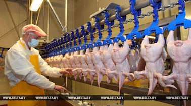 Belarus poultry .jpg