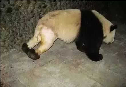 pandawatch.JPG