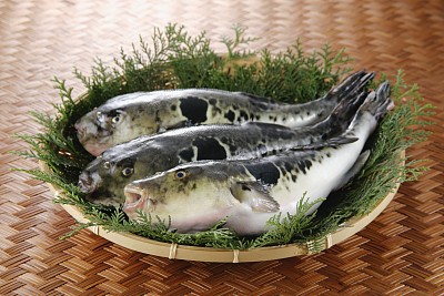 河豚3.jpg