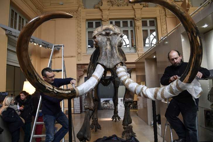 Woolly mammoths were once among the most common herbivores in North America and Siberia, but came under threat from increased hunting pressure and a warming climate
