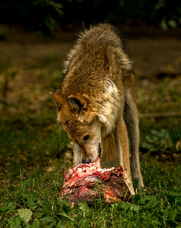 Wolf 3.jpg