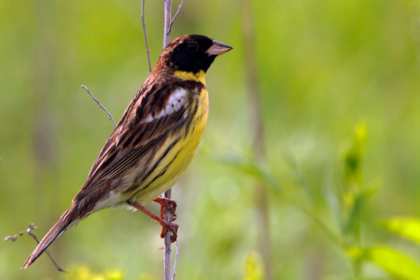 Image result for yellow-breasted bunting  Reuters