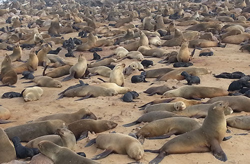 Seals_.jpg
