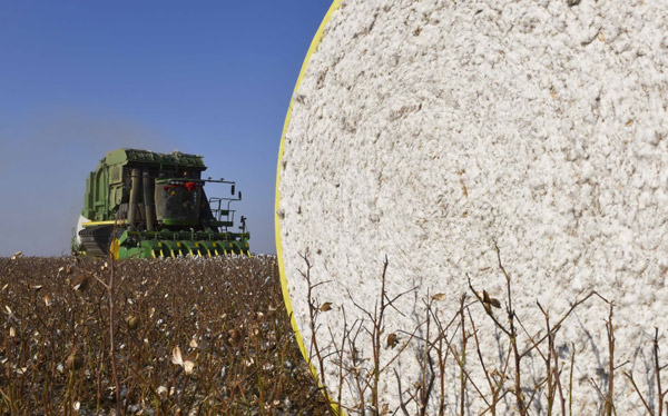 Machines replace laborers in cotton fields