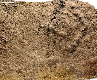 animalfootprints.JPG