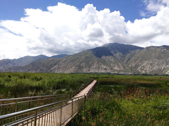 西藏湿地.jpg
